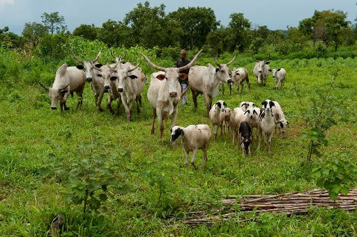 Fulani herdsmen herding livestock in a Nigerian farm
