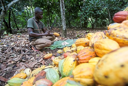 Cocoa farmer