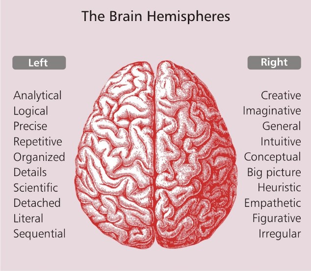 The Brain Hemispheres